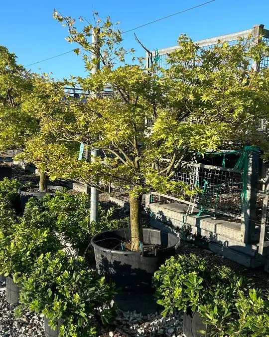 Acer palmatum 'Reticulatum' 1/4 fusto