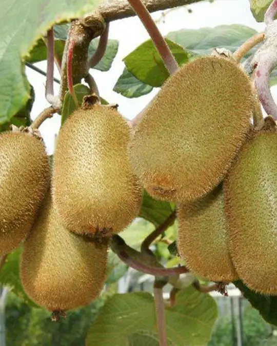 Actinidia chinensis 'Tomuri'