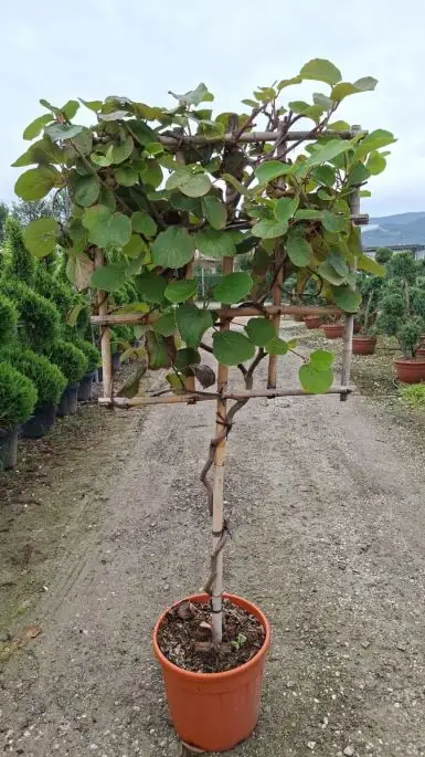 Actinidia chinensis 'Hayward' vaso 1/2 fusto spalliera
