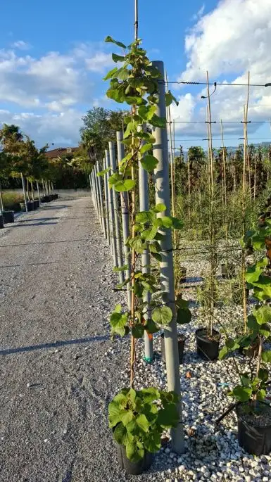 Actinidia chinensis 'Hayward'