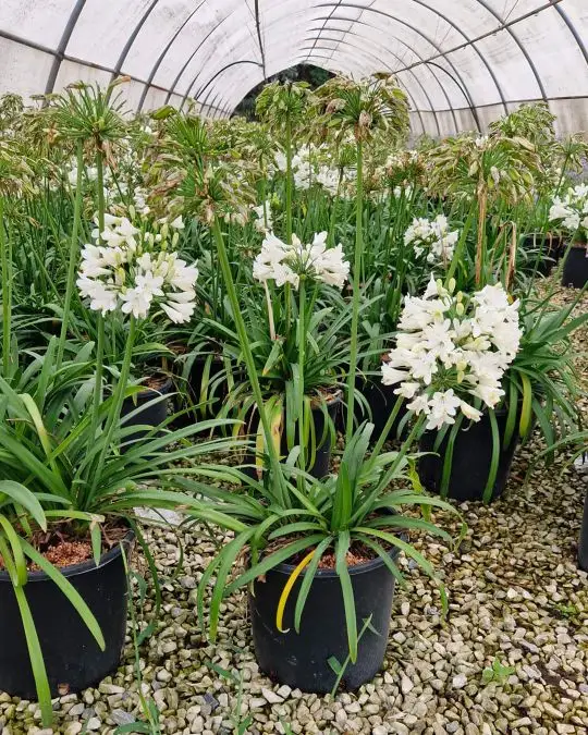Agapanthus 'ever white'