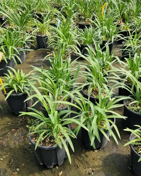 Agapanthus 'graphite Blue'