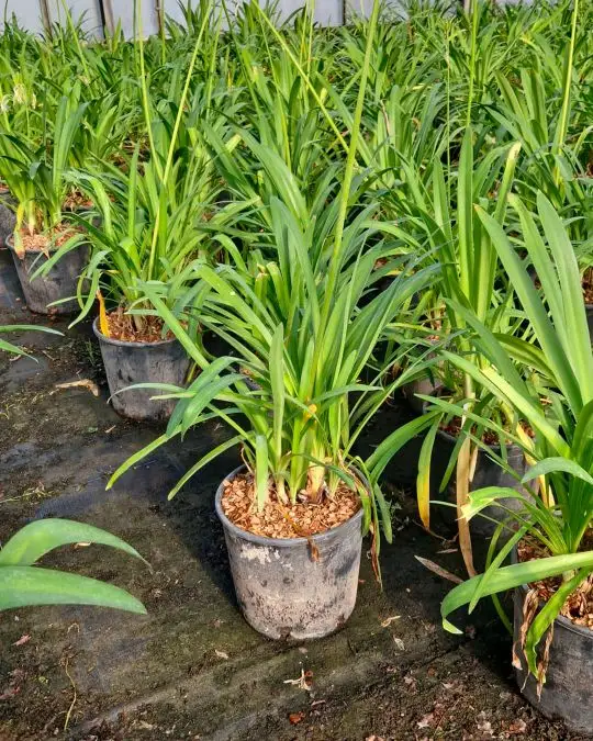Agapanthus 'graphite White'