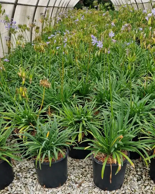 Agapanthus 'blue thunder'