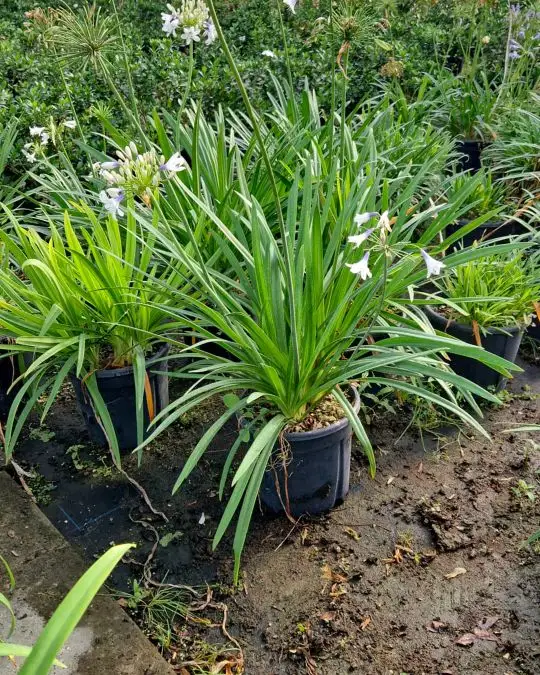 Agapanthus 'pitchoune white'