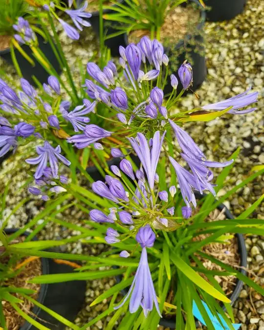 Agapanthus 'pitchoune Blue'