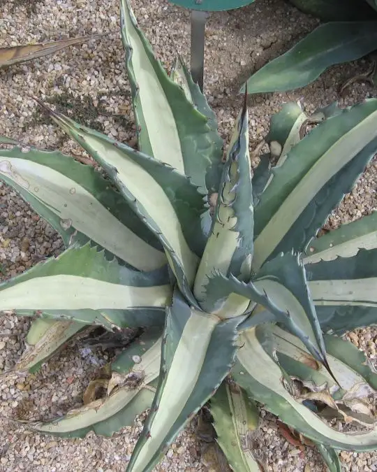 Agave americana 'Mediopicta Alba'