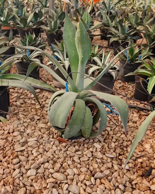 Agave americana