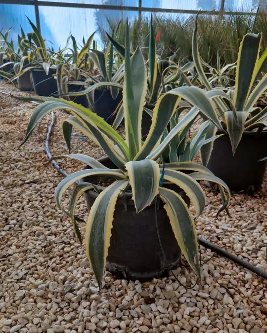 Agave americana 'Variegata'