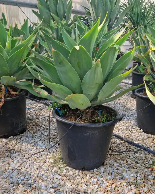 Agave attenuata