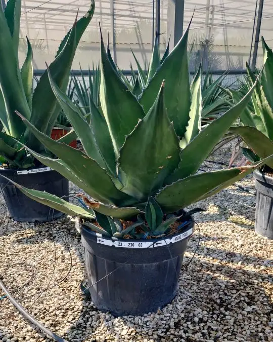 Agave ferox