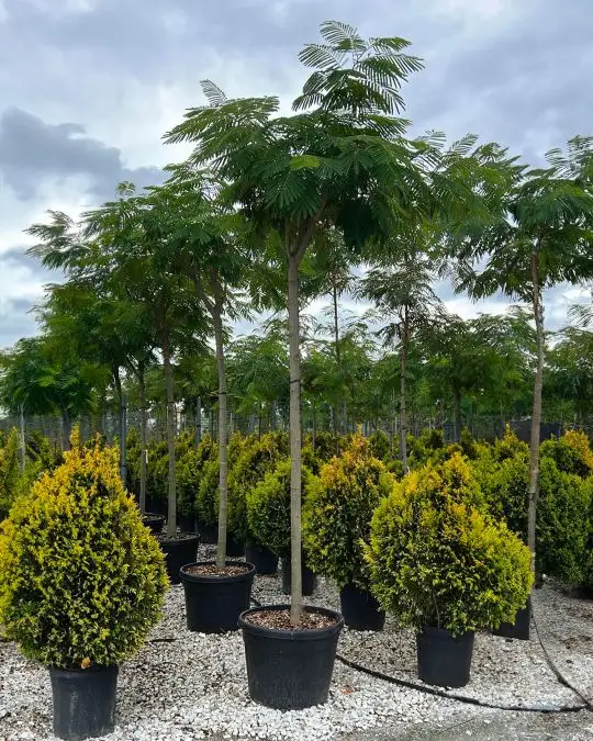 Albizia julibrissin clt alto fusto
