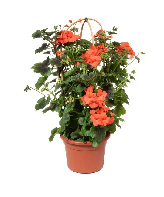 Pelargonium zonale-MAF-conf-23