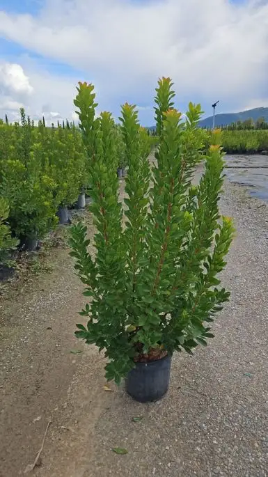 Arbutus unedo vaso cespuglio
