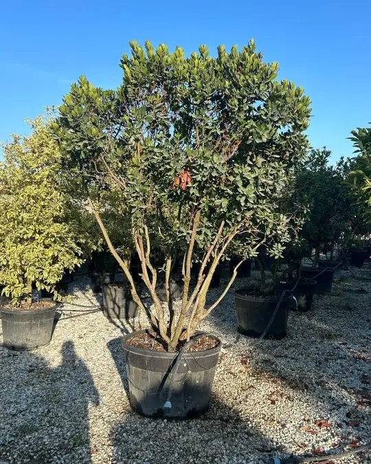 Arbutus unedo vaso paracadute