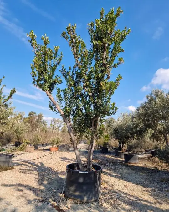Arbutus unedo vaso ceppaia