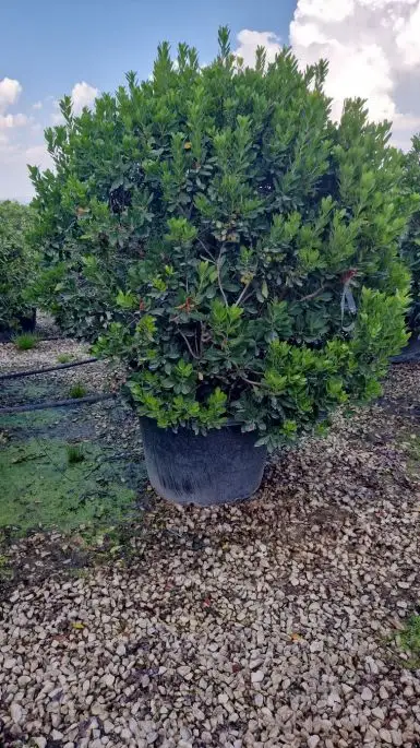 Arbutus unedo palla