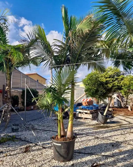 Arcontophoenix alexandrae (ptychosperma alexandrae) clt ceppaia-SKU241_new