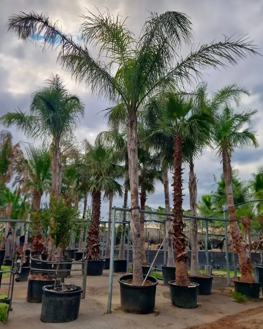 Arecastrum romanzoffianum (syagrus romanzoffianum) (cocos plumosa) clt-SKU242-b_new