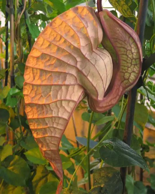 Aristolochia grandiflora