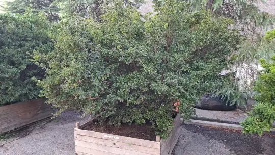Azalea japonica esemplare