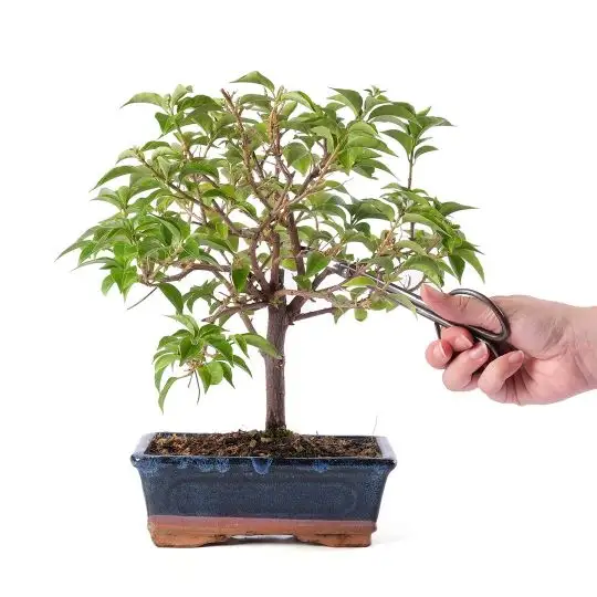 Bougainvillea californiana bonsai-FRA_CONF_3