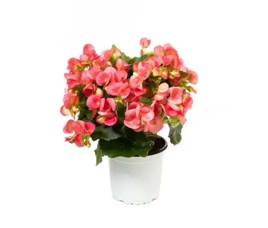 Begonia elatior hybrid-MAF-conf-1