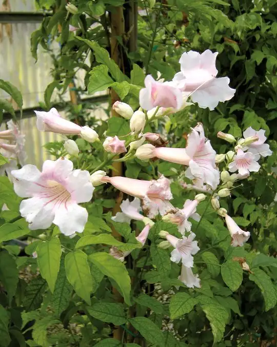 Bignonia 'contessa Sara'