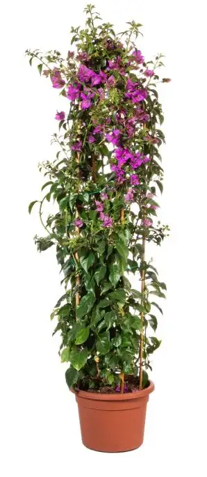 Bougainvillea glabra 'Sanderiana'-MAF-conf-3