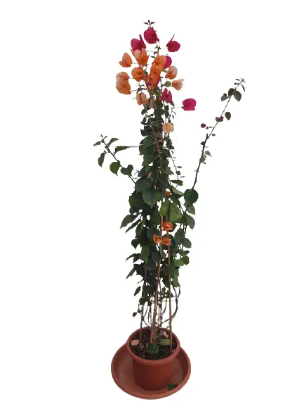 Bougainvillea glabra 'Californiana'