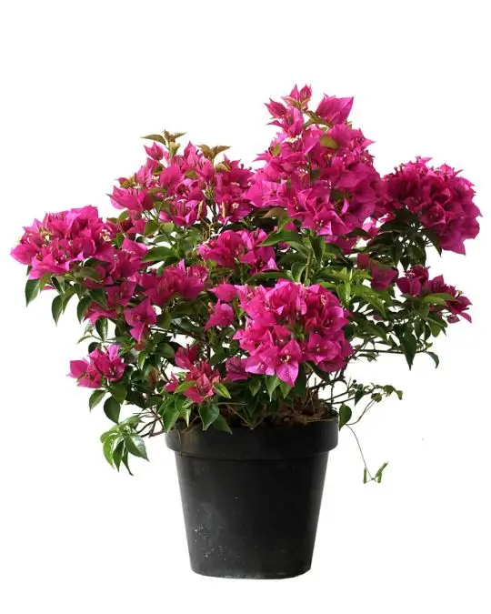 Bougainvillea glabra 'Sanderiana'-MAF-conf-3-2