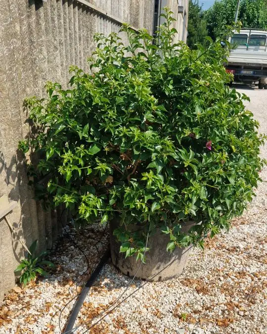 Bougainvillea glabra 'Sanderiana' palla