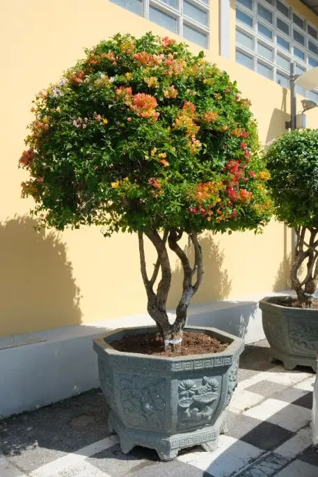 Bougainvillea in var. selezionate bonsai
