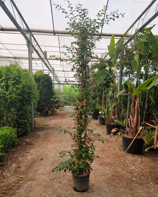 Bougainvillea glabra 'Sanderiana'