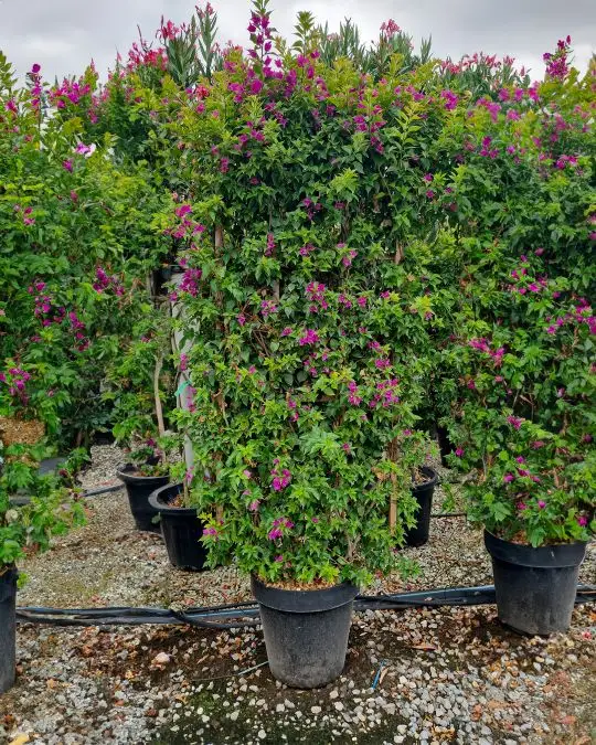 Bougainvillea glabra 'Sanderiana' spalliera