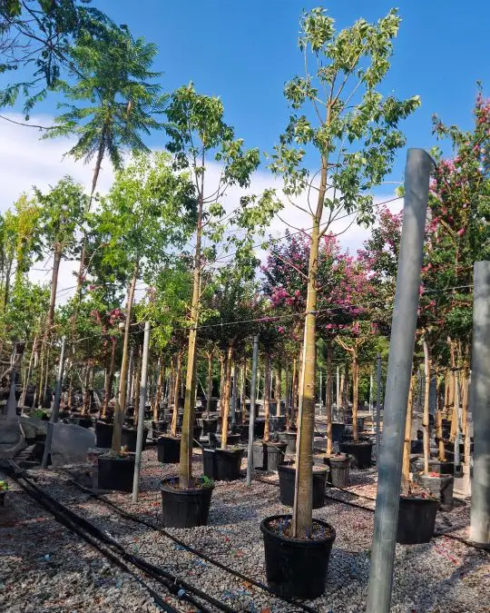 Brachychiton populneus (sterculia diversifolia) clt alto fusto