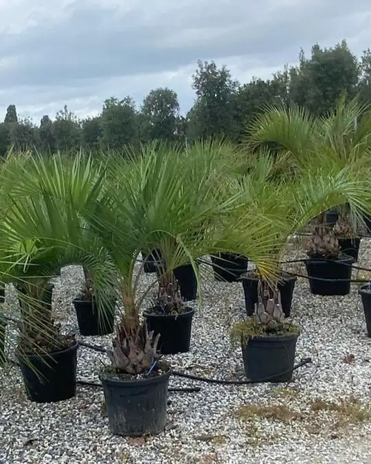 Butia capitata