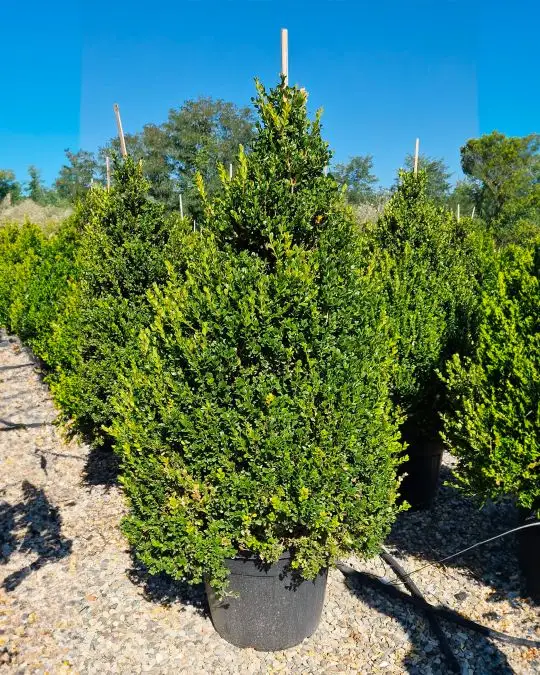 Buxus microphylla 'Faulkner' cono