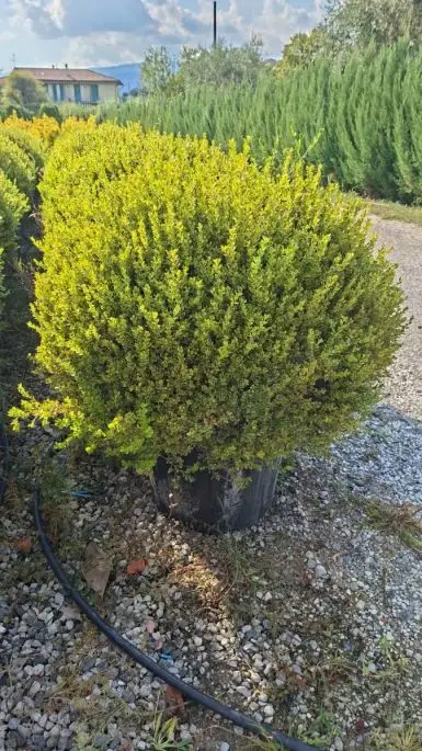 Buxus microphylla 'Faulkner' variegato vaso palla