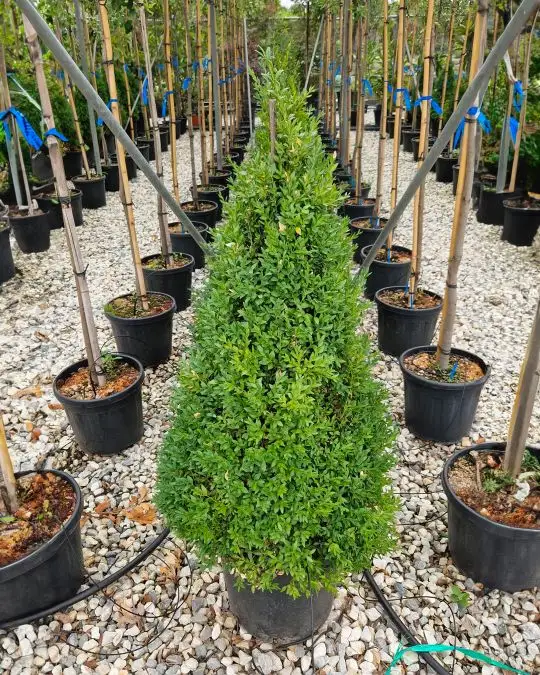 Buxus sempervirens 'Arborescens' cono