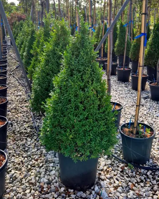 Buxus sempervirens cono