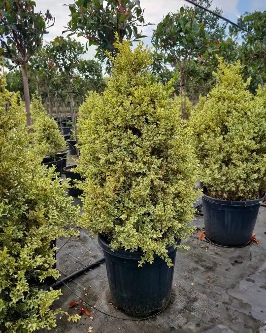 Buxus sempervirens 'Elegantissima' cono