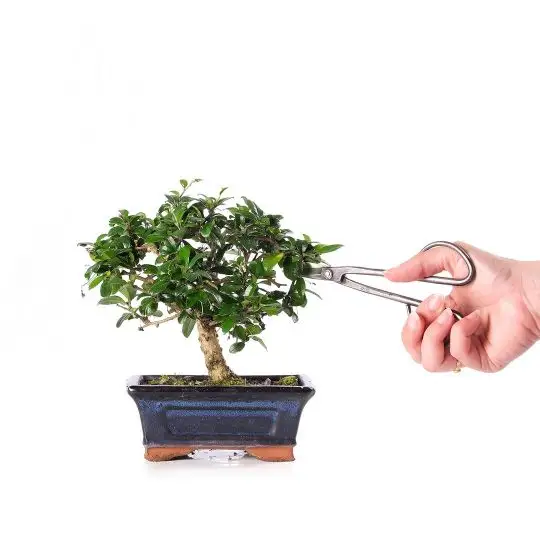 Carmona retusa bonsai-FRA_CONF_4