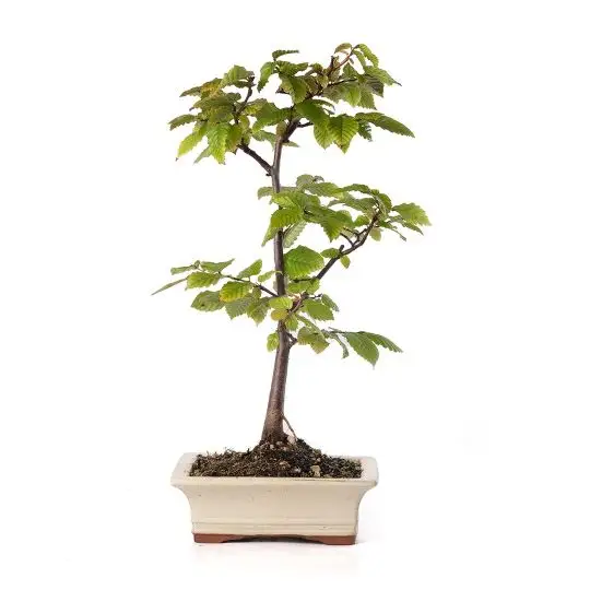 Carpinus betulus bonsai-FRA_CONF_5