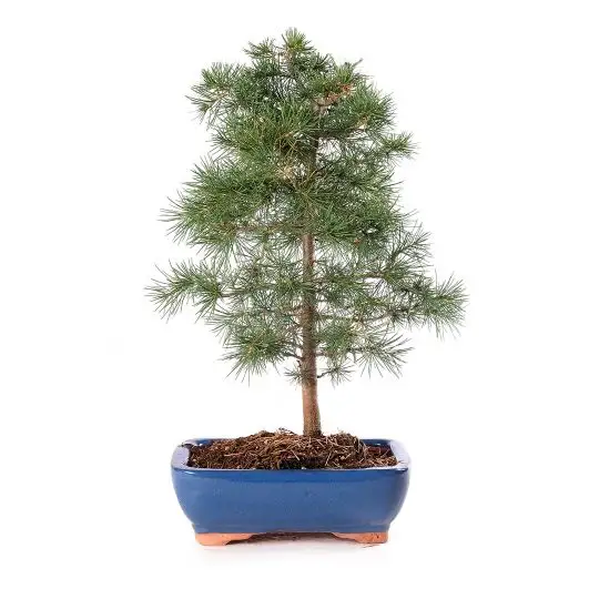 Cedrus libani bonsai-FRA_CONF_6
