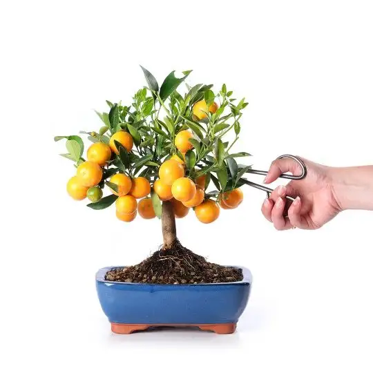 Citrus mitis calamandrino bonsai-FRA_CONF_7