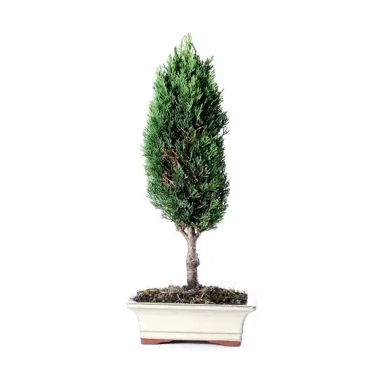 Cupressus sempervirens bonsai-FRA_CONF_9