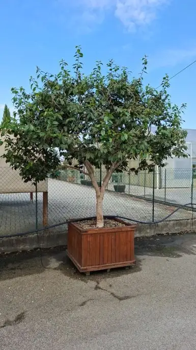 Camellia japonica 1/4 fusto esemplare