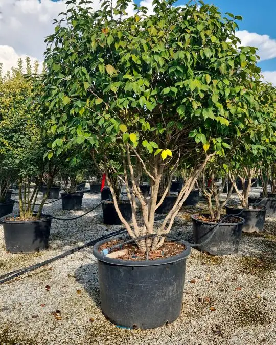 Camellia japonica paracadute
