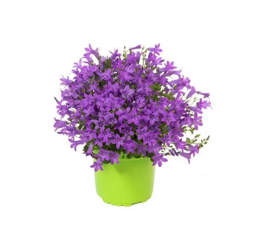 Campanula portenschlagiana-MAF-conf-5